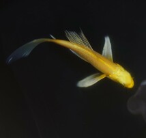 【AQUAいろ】ヒレナガ錦鯉　黄金ゴールド　優雅な個体！ これから育成、鑑賞更に楽しめます！約11センチ前後 同梱包可能　　№５_画像6