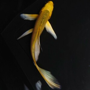 【AQUAいろ】ヒレナガ錦鯉 黄金ゴールド ヒレナガで優雅な個体！ これから育成、鑑賞更に楽しめます！約13センチ前後 同梱包可能  №２の画像4