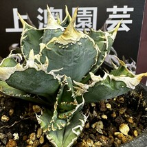  94【上澳園芸】 アガベagave チタノタ 白豪棘 特選 優良血統 OC子株_画像3