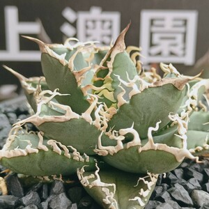 91[ on . gardening ] agave chitanota glasses . Cobra special selection rare excellent ... stock ( inspection .... star empty flax flower dragon 