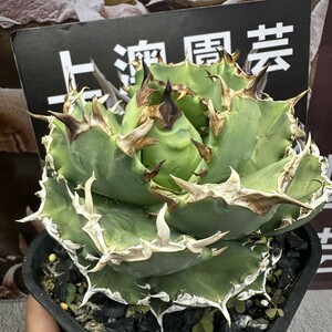 472【上澳園芸】アガベ チタノタ 翼龍 矮型品種 agave pterosaur 極上 優良血統子株