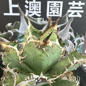 521【上澳園芸】 アガベ チタノタ 金蟾 優良血統 子株 (検皇冠 蚩尤 星空 麻花龍 ）