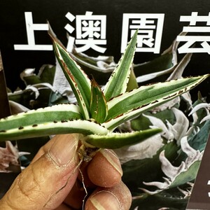 117【上澳園芸】アガベ チタノタ 丸叶氷山 極上子株 (検皇冠 蚩尤 星空 麻花龍 