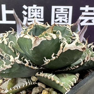 204[ on . gardening ] agave chitanota gold Gou . selection excellent .. departure root settled . stock 