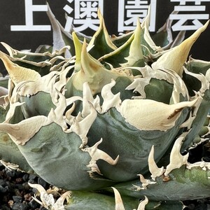 262[ on . gardening ] agave agavechitanota white .. special selection excellent ... stock 