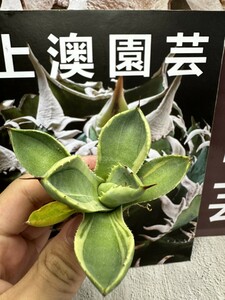 195【上澳園芸】 多肉植物アガベ パリー トランカータ ライムストリーク　アイス 極美株