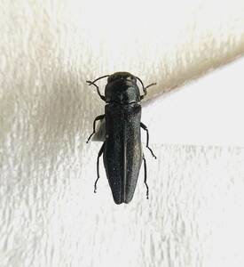 [ японский . насекомое образец ] Tokyo Metropolitan area производство silake Nagata mamsi2 голова [ примерно 4~4.5 мм ]