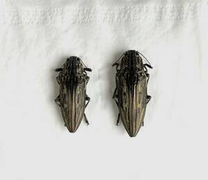 【日本の甲虫標本】東京都産　ウバタマムシ♂♀ペア　【♀（大きい方）で約35ミリ】