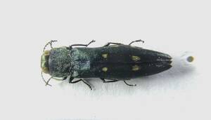 【日本の甲虫標本】神奈川県産　シラホシナガタマムシ2頭　【約10ミリ】