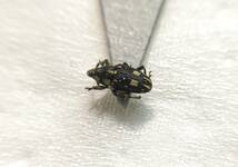 【日本の甲虫標本】沖縄本島産　キボシヒメゾウムシ1頭　【約3.5ミリ】_画像2