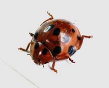 【日本の甲虫標本】　東京都産　ハラグロオオテントウ1頭　【約11.5ミリ】　_画像1