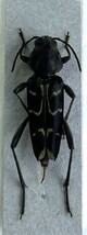【日本の甲虫標本】沖縄本島産　　ムネモンアカネトラカミキリ　【約16ミリ】_画像2