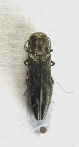 【日本の甲虫標本】　東京都産　ミツボシナガタマムシ1頭　【約6ミリ】