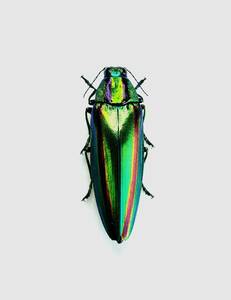 【日本の甲虫標本】神奈川県産　ヤマトタマムシ♀　【約39.5ミリ】
