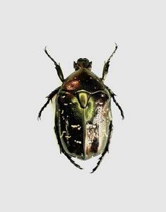 【日本の甲虫標本】　沖縄本島産　ハナムグリの1種　　【※正確な種名は不明です/約21ミリ】