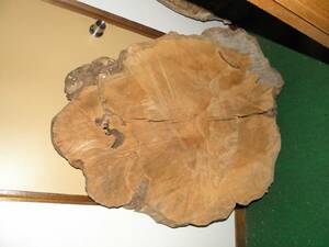 イチイの木（おんこの木）丸太輪切りテーブル用原木材料、昭和30年代に北海道の原生林から切り出して保管していた品