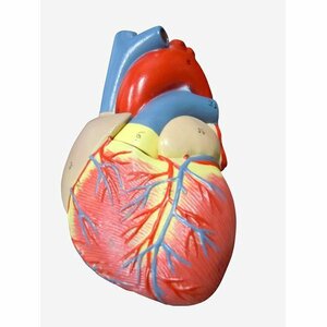 新品 ＭＦＣ 人体模型 左心室 右心室 左心房 右心房 スタンド付き 実物大 弁 心臓模型 18