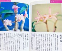 本 長生蘭図鑑セッコク石斛長生蘭銘鑑200種写真解説栽培方法葉芸柄物花物斑入り東洋蘭飴矢縞覆輪於多賀中斑犬丸胡蝶富貴蘭風蘭山野草春蘭他_画像8