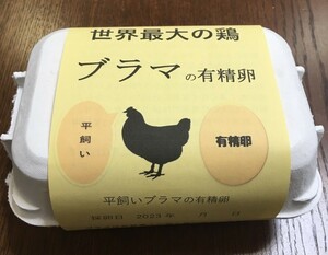 世界最大の鶏ブラマの平飼い有精食用卵24個