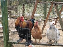 世界最大の鶏ブラマの平飼い有精食用卵12個_画像3