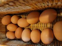 世界最大の鶏ブラマの平飼い有精食用卵12個_画像2