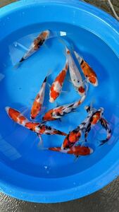 特上の大日養鯉場産 昭和三色 画像の鯉 １２匹セット　将来有望　