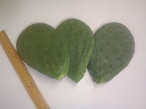  postage included. immediate bid, minute thickness . meal for cactus,no pearl bar Bank length approximately 20cm* thickness 3cm,3 sheets 