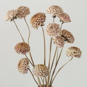  dahlia dry flower 1 2 ps #253