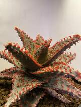 多肉植物 サボテン アロエ　ハイブリッド 実生　⑥　Aloe hybrid 塊根 コーデックス 灌木 珍奇植物 ビザールプランツ_画像2