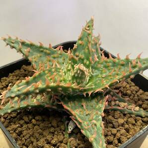 多肉植物 サボテン アロエ ハイブリッド 実生 ⑦ Aloe hybrid 塊根 コーデックス 灌木 珍奇植物 ビザールプランツの画像4