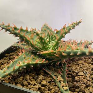 多肉植物 サボテン アロエ ハイブリッド 実生 ⑦ Aloe hybrid 塊根 コーデックス 灌木 珍奇植物 ビザールプランツの画像3