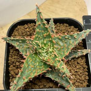 多肉植物 サボテン アロエ ハイブリッド 実生 ⑦ Aloe hybrid 塊根 コーデックス 灌木 珍奇植物 ビザールプランツの画像5