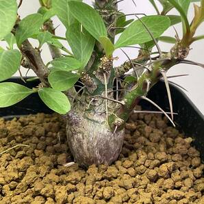 多肉植物 サボテン フォークイエリア ファシクラータ 実生 Fouquieria fasciculata 塊根 コーデックス 灌 珍奇植物 ビザールプランツ の画像1