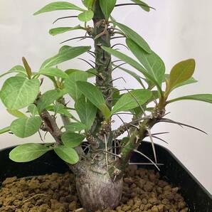 多肉植物 サボテン フォークイエリア ファシクラータ 実生 Fouquieria fasciculata 塊根 コーデックス 灌 珍奇植物 ビザールプランツ の画像2