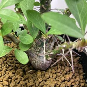 多肉植物 サボテン フォークイエリア ファシクラータ 実生 Fouquieria fasciculata 塊根 コーデックス 灌 珍奇植物 ビザールプランツ の画像3