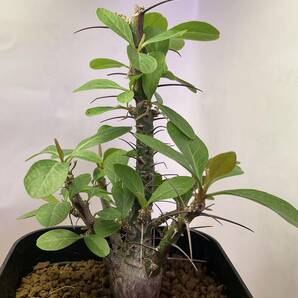 多肉植物 サボテン フォークイエリア ファシクラータ 実生 Fouquieria fasciculata 塊根 コーデックス 灌 珍奇植物 ビザールプランツ の画像5