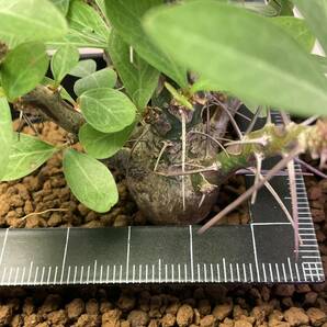 多肉植物 サボテン フォークイエリア ファシクラータ 実生 Fouquieria fasciculata 塊根 コーデックス 灌 珍奇植物 ビザールプランツ の画像6