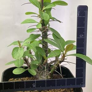 多肉植物 サボテン フォークイエリア ファシクラータ 実生 Fouquieria fasciculata 塊根 コーデックス 灌 珍奇植物 ビザールプランツ の画像7