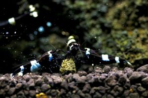  black shadow shrimp 50 pcs *vente de acqua* ( organism water plants shrimp Guppy aquarium aquarium driftwood water plants )