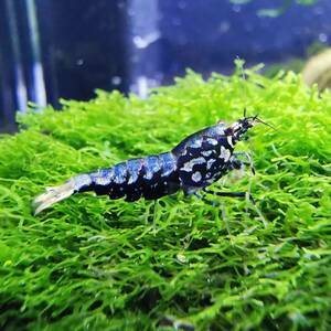  black Galaxy shrimp ( Taiwan pin to) 10 pcs *vente de acqua* ( organism water plants shrimp Guppy aquarium aquarium driftwood water plants )