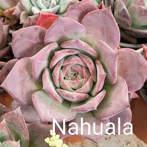 エケベリア コロラータ ナウアラ 種子 30粒 Colorata Nahuala ゴンザレス氏より入手　多肉植物