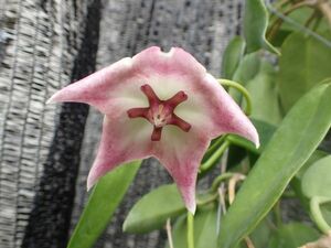 ホヤ‘カイムキ’　アーチとマクギリの交配種・大型花の強健種