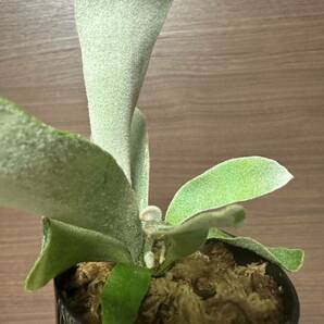 P.Veitchii cv. Lemoinei レモイネイ ビーチー ベイチー ビカクシダ 検索用 ウィリンキー ヒリー コーデックス 塊根植物 アガベ チタノタの画像5