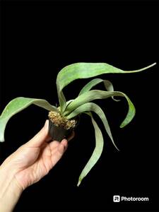 P.Veitchii × willinckiiwi Lynn key beach - Bay chi- staghorn fern for searching hi Lee ko- Dex . root plant agave chitanotaobesa