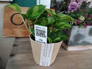 * pothos. new goods kind *[ pothos * glow bar green *Epipremnum pinnatum Global Green*. hill gardening san ] natural pot entering * including in a package possible *