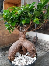 ★精霊の宿る木【ガジュマル＊Ficus microcarpa＊多幸の木＊５号＊】10★写真現品★　　　　　　　_画像1