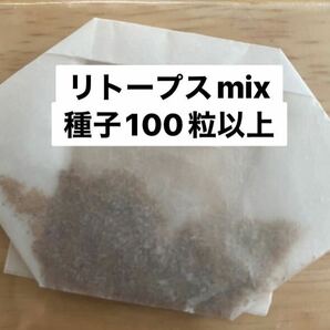 【種子100粒以上】多肉植物　リトープスmix 、栽培メモ付き