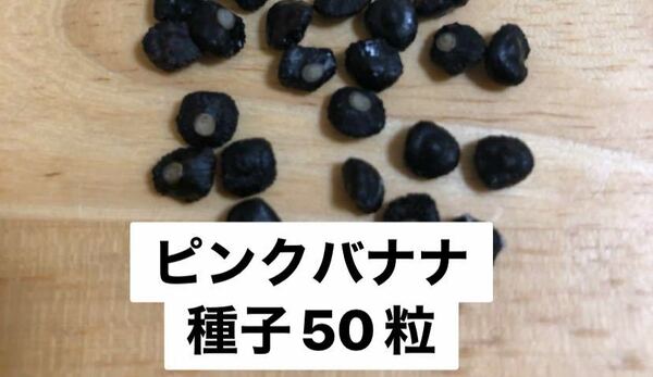 【種子50粒】フルーツ／アケビバナナ（ピンクバナナ）、