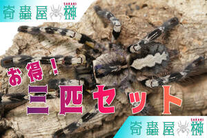 インディアンオーナメンタル/Poecilotheria regalis 3匹セット 当店CB【幼体】タランチュラ/奇虫/奇蟲