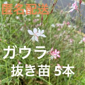 ガウラ 抜き苗5本 匿名配送